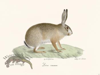 Cuvier 261 Hare